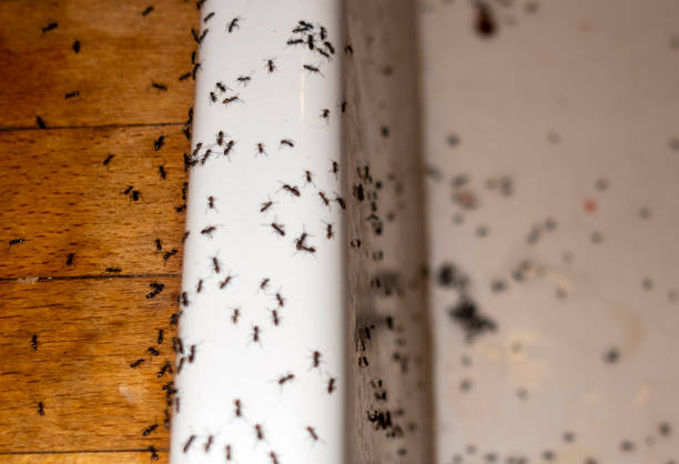 Best Local Pest Control Services  in Breese, IL
